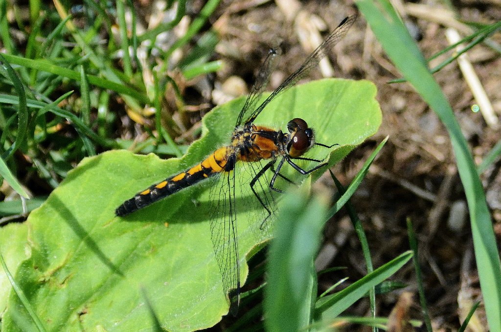 034 2016-05311495 Wachusett Meadow, MA.JPG - Crimson-ringed Whiteface (Leucorrhinia glacialis). (f). Wachusett Meadow Wildlife Sanctuary, MA, 5-31-2016